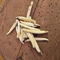 lange-slanke-dyretaender-natur-svensk-taender-gamle